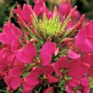 100 Seeds Raspberry Spider Clome Spinosa Perennial 89 Bee Flowers Garden
