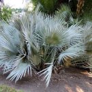 3 SSeeds Silver Blue Brahea Clara Palm Tree Flowers Garden