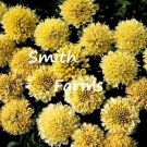 25 Seeds Yellow Scabiosa Atropurpurea Pincushion Flowers Garden