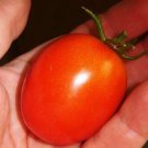 50 Seeds Enchantment Tomato Juicy Tomatoe Vegetable Flowers Garden