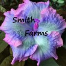 25 Seeds Blue Pink Green Hibiscus Flowers Garden