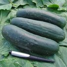 25 Seeds Jogger Cucumbers Flowers Garden