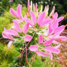 100 Seeds Soft Pink Spider Clome Spinosa Perennial 9Bee Flowers Garden