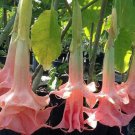 10 Seeds Perfect Pink Angel TrumpetBrugmansia Datura Flowers Garden