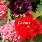 200 Seeds Double Mixed Poppy Flowers Garden