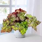 15 Seeds BegoniaLime Truffle house Flowers Garden