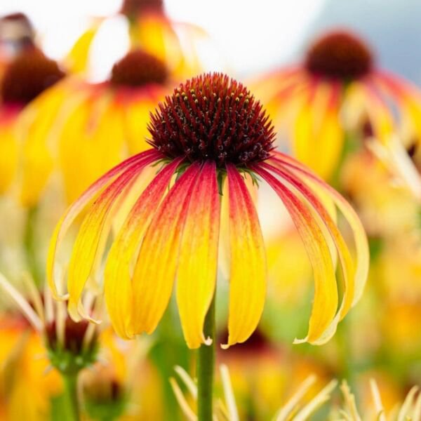 50 Seeds Fiery Meadow Cone Echinacea Perennial 0 Flowers Garden