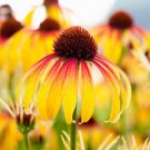 50 Seeds Fiery Meadow Cone Echinacea Perennial 0 Flowers Garden