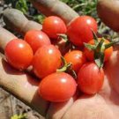 50 Seeds Rosalita Tomato Tomatoe Vegetable Edible Canning Flowers Garden