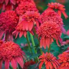 50 Seeds Mandarin DBL Scoop Cone Echinacea Perennial Flowers Garden