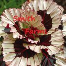 25 Seeds Calathea Crimson Edge Flowers Garden