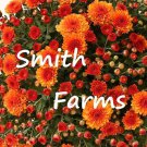 200 Seeds Orange Chrysanthemum Mums FREE SHIPPING Flowers Garden