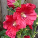 25 Seeds Coral Red Hollyhock Perennial 84Pink Flowers Garden