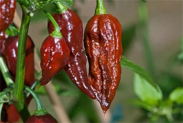 25 Seeds Bhut Jolokia Chocolate Pepper Vegetables Flowers Garden