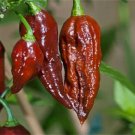 25 Seeds Bhut Jolokia Chocolate Pepper Vegetables Flowers Garden