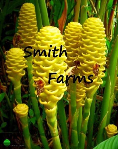 25 Seeds Yellow Beehive Ginger Botanical name: Zingiber Flowers Garden