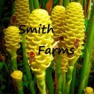 25 Seeds Yellow Beehive Ginger Botanical name: Zingiber Flowers Garden