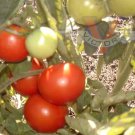 50 Seeds Basrawya Tomato Juicy Tomatoe Vegetable Flowers Garden