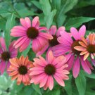 50 Seeds Pink Orange Cone Echinacea Perennial Flowers Garden
