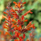 100 Seeds Red Hyssop Agastache Perennial Bloom 46 Flowers Garden