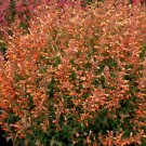 100 Seeds Orange Hyssop Agastache Perennial 4 Flowers Garden