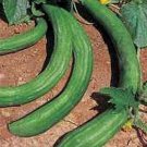 25 Seeds Chinese Snake Cucumber Flowers Garden