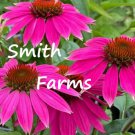 50 Seeds Hot Pink Cone AKA Echinacea Flowers Garden