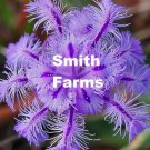 25 Seeds Purple Thysanotus Multiflorus Flowers Garden