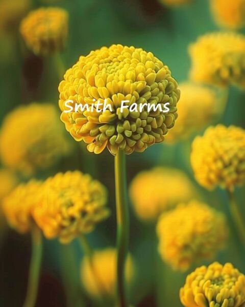 25 Seeds Yellow Billy Button Craspedia globosa Flowers Garden