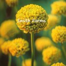 25 Seeds Yellow Billy Button Craspedia globosa Flowers Garden
