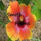 25 Seeds Yellow Pink Orange Hibiscus Flowers Garden
