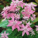 25 Seeds Pink Pentas Pentas lanceolata Flowers Garden
