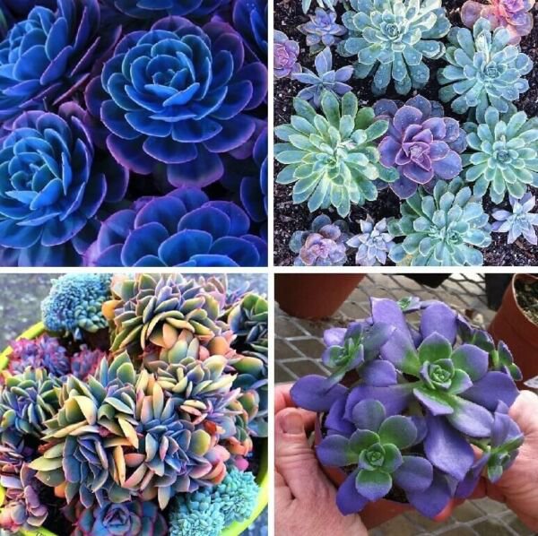 100 Seeds Mixed Rare Succulent Mult Color Indoor/Outdoor Flowers Garden