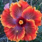 20 Seeds Red Purple Orange HibiscusPerennial Flowers Garden