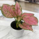 15 Seeds AglaonemaRuby Rayhouse Flowers Garden
