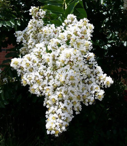 20 Seeds White Cape Myrtle Tree Perennial 3 Flowers Garden