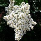 20 Seeds White Cape Myrtle Tree Perennial 3 Flowers Garden