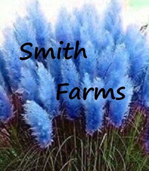 200 Seeds Dark Navy Blue Pampas Grass Flowers Garden