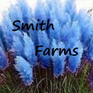200 Seeds Dark Navy Blue Pampas Grass Flowers Garden