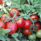 50 Seeds Shasta Tomato Tomatoe Vegetable Edible Canning Flowers Garden
