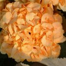 5 YSeeds Yellow Hydrangea Perennial Hardy Shrub Bloom Bush Flowers Garden