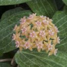 15 Seeds Hoya fitchii house Flowers Garden
