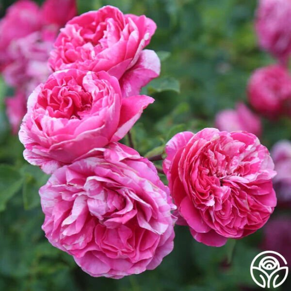 25 Seeds Raspberry Cream Twirl rose Flowers Garden