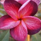 5 Seeds Bright Pink Purple Plumeria Flowers Garden