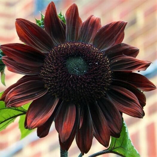 50 Seeds Chocolate Cherry Sun 50/pack Rich Red Brown Blooms Flowers Garden