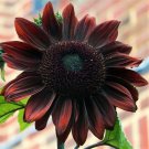 50 Seeds Chocolate Cherry Sun 50/pack Rich Red Brown Blooms Flowers Garden