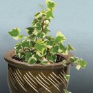 15 Seeds Variegated Wax Ivy house Flowers Garden