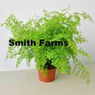 15 Seeds Maidenhair Fern Flowers Garden