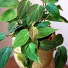 15 Seeds Velvet Leaf Philodendron house Flowers Garden
