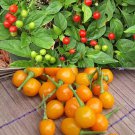 25 Seeds Quintisho Pepper Vegetables Flowers Garden